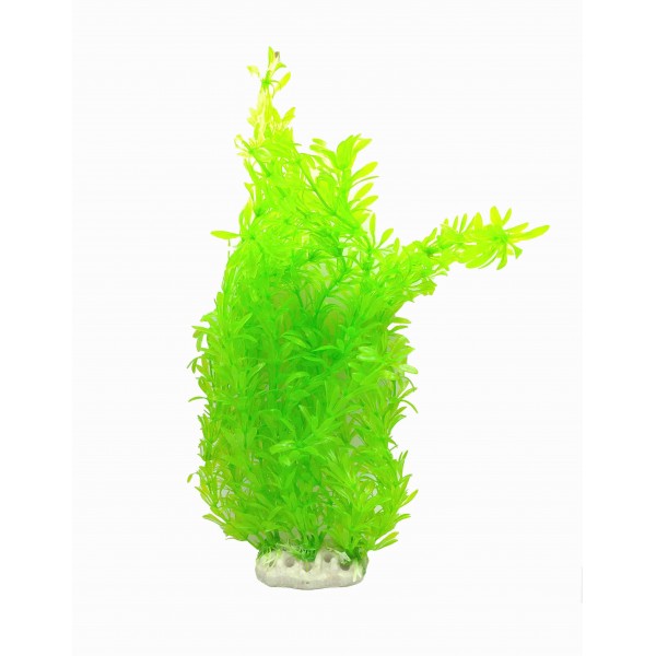 ΔΙΑΚΟΣΜΗΤΙΚΟ ΦΥΤΟ ΕΝΥΔΡΕΙΟΥ